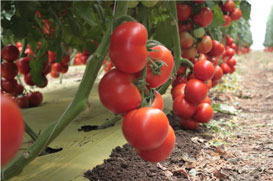 Tomates in Greenhouse Crops